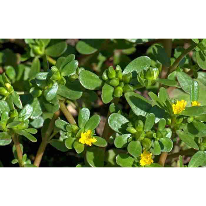 Hạt Giống Rau Sam 1gr
