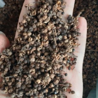 (1kg) Mắc khén Loại I