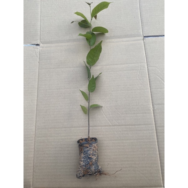 Cây hoa hạnh phúc