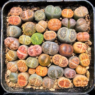 [HOT] SEN LITHOPS SIZE 0,5-3CM (SEN MÔNG; THẠCH LAN) / SEN ĐÁ SIÊU DỄ TRỒNG, NHANH LỚN