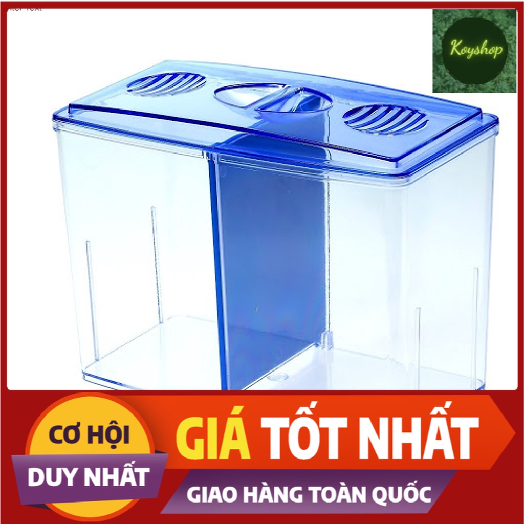 Bể cá để bàn mini, hồ cá mini nuôi betta
