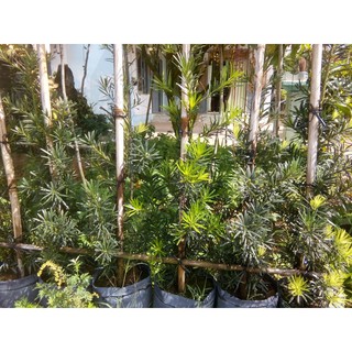 Cây tùng La Hán - chiều cao 60-80cm (FreeShip)
