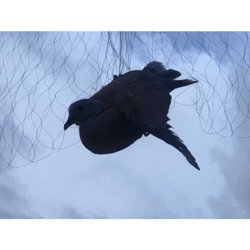 60m lưới tàng hình bắt chim cu.cò..mắt 8p cao6m 5 dây 4 túi