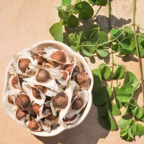 Tinh Dầu Hạt Chùm Ngây Nguyên Chất Nomad Moringa Seed Oil