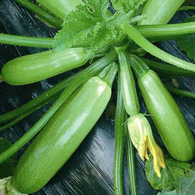 Hạt giống bí ngòi xanh cao sản - 15 hạt, nhiều quả to đều SeedLand