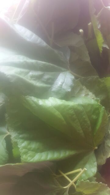 Lá dâu tằm tươi 500g