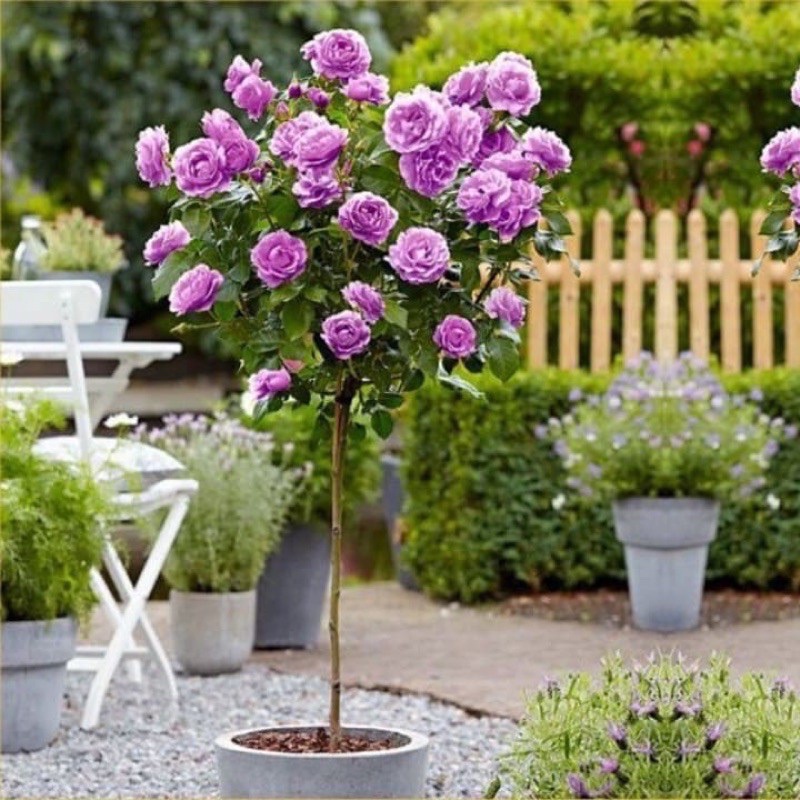 Hạt giống hoa hồng thân gỗ đủ màu siêu hoa F1