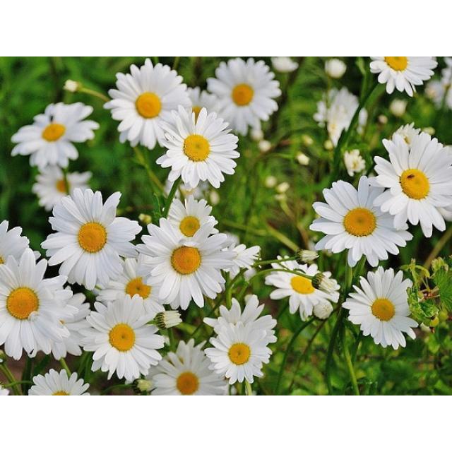 100H - #Hạt_Giống_Cúc_Họa_My ( tặng kèm kích mầm và phân bón )