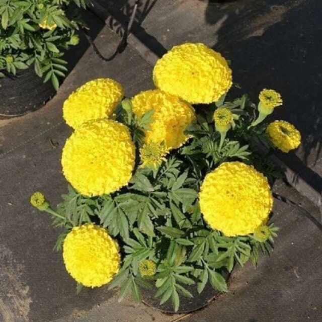 Hạt giống cúc vạn thọ màu vàng