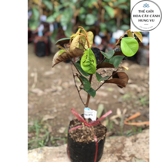 Cây vú sữa Mica (ảnh thật số 2)