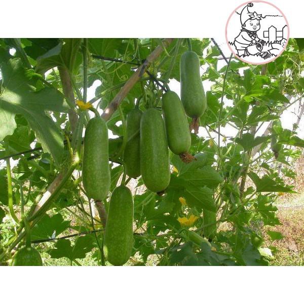 HẠT BÍ ĐAO CHANH - GÓI 1 GRAM