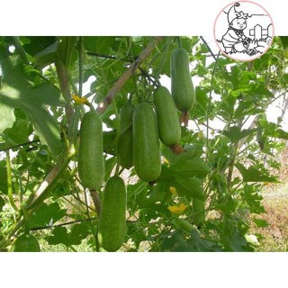 HẠT BÍ ĐAO CHANH - GÓI 1 GRAM