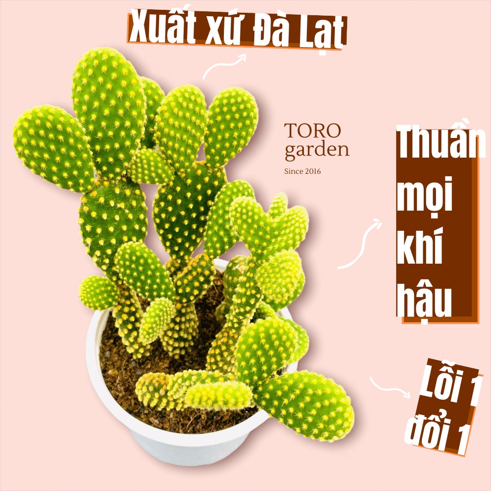 Xương rồng tai thỏ Đà Lạt size trung bình cây cảnh trang trí nhà cửa Toro garden