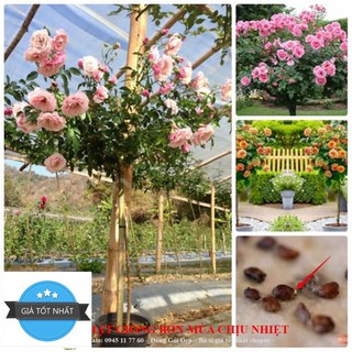 Gói 9 loại hạt giống hoa hồng thân gỗ
