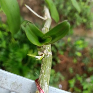 ki mít lên tự nhiên thân mẹ bản lá to đẹp lá to trên 6cm mặt hoa cực đẹp, ki tách thân, chuẩn mặt hoa