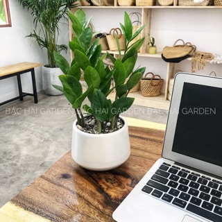 Chậu cây Kim tiền kèm chậu men sứ- Cây để bàn