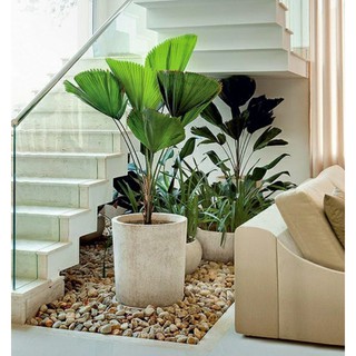 cây cọ rẻ quạt