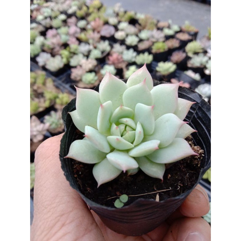 SEN ĐÁ RUBY TRẮNG size mini 8x8 cm thuần khí hậu sức sống cao đẹp 💪