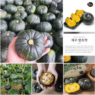 Hạt giống Bí ngô mini Kabocha_Bí hạt dẻ, siêu trái