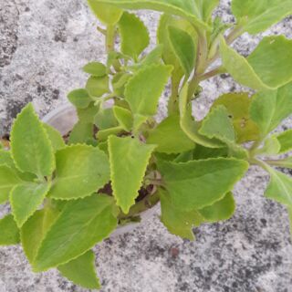 5 cây húng chanh ươm trong bầu đất