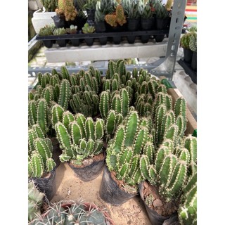 Xương rồng thanh sơn nhỏ