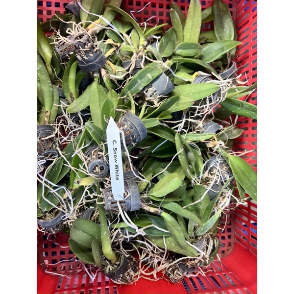 TNX20 - Hoa Lan Cattleya Snow White - Cây Con