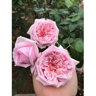 Com bo 2 bầu Hoa hồng cổ vân khôi hoa đẹp bầu giống được tách từ thân cây mẹ