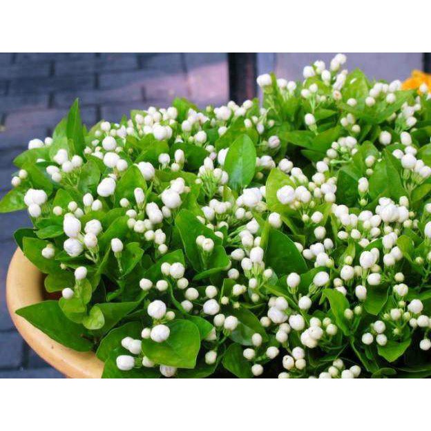 30 hạt giống hoa nhài