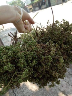 Hạt mắc khén khô 100gr