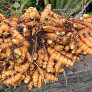 Tinh bột nghệ nhà làm