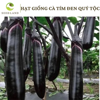 Hạt giống cà tím dài đen quý tộc Nhật Bản - 50 hạt, quả to đều cao sản Seed Land
