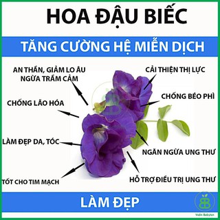 100 hạt giống hoa đậu biếc kép