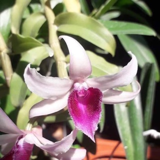 Dã hạc lưỡi bệt cánh ám trắng