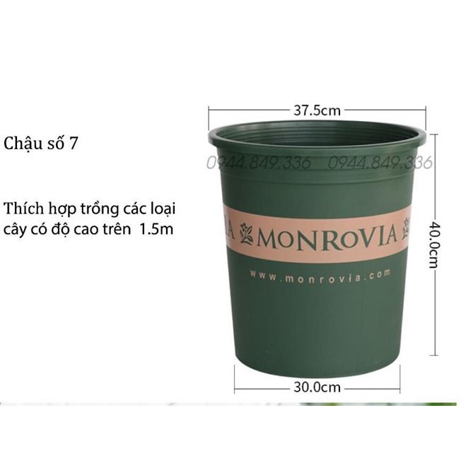 Chậu Monrovia 7GL_kèm đĩa