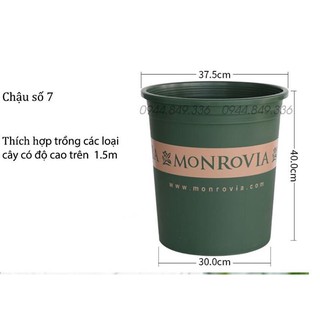 Chậu MONROVIA 7GL_kèm đĩa