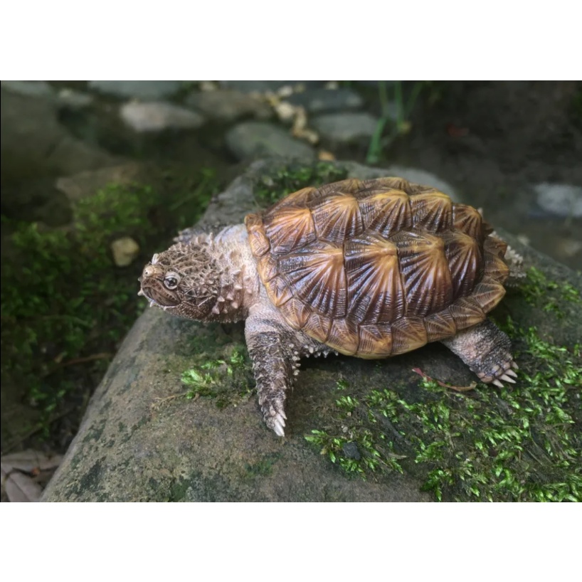 Tượng trang trí rùa cá xấu mini hãng TuTuZoo Studio