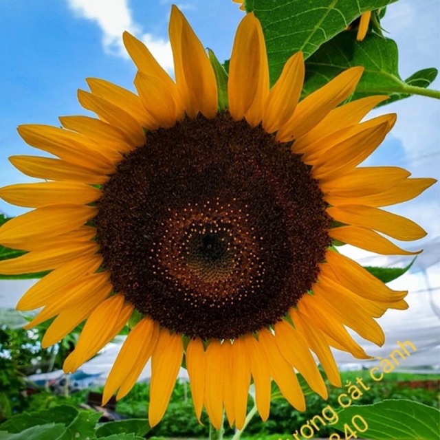 Hạt Giống Hoa Hướng Dương Cắt Cành 1gr