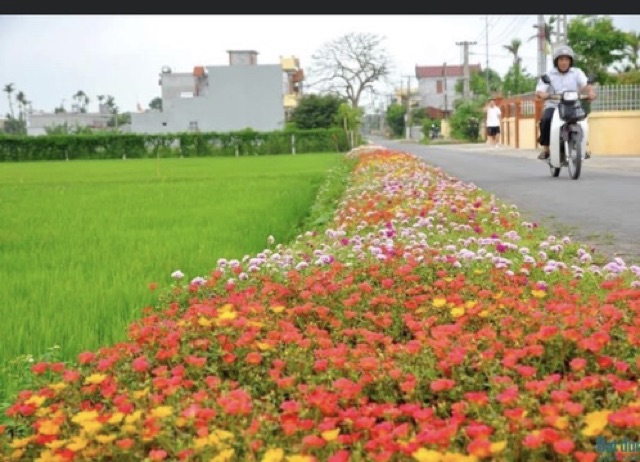 Nếp Ngỗng túi 1kg