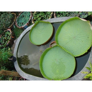 Hạt giống sen vua set 3 hạt