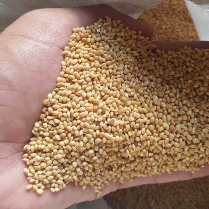 500g hạt kê tắm bé, thức ăn cho chim