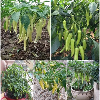 Gói 50 hạt giống ớt sừng Hà Lan