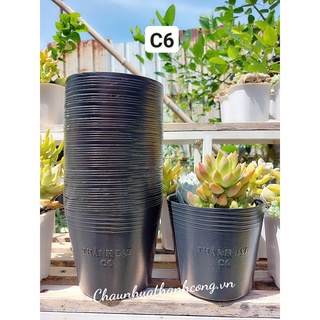 Combo 50 Chậu nhựa đen C6 loại tốt, trồng cây dày dặn