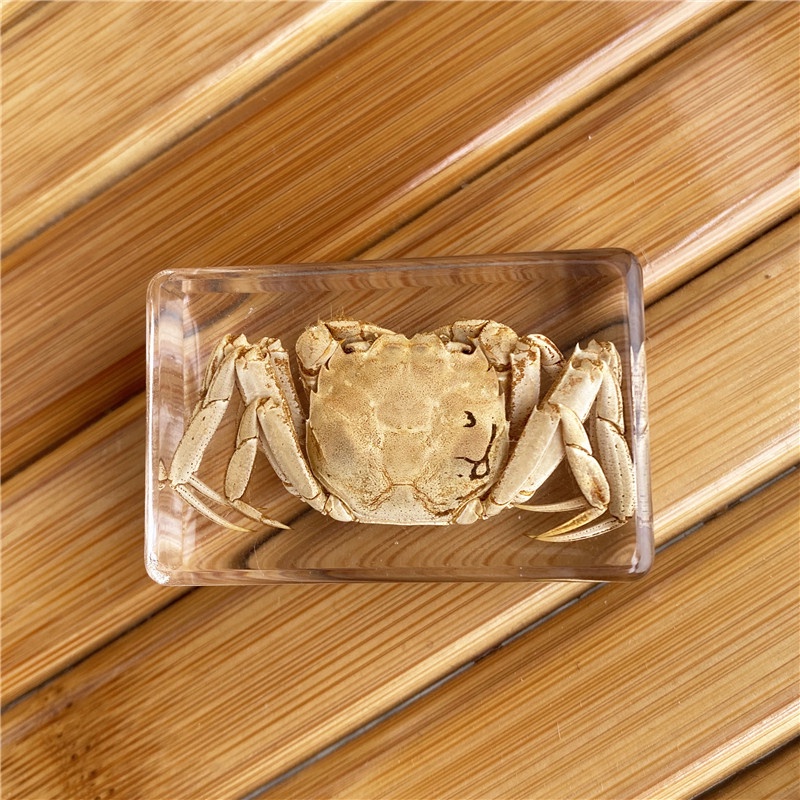 Hổ phách côn trùng - Nhiều mẫu mã - Dùng để trang trí / decor / sưu tầm