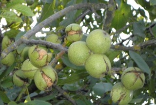 Óc chó tươi