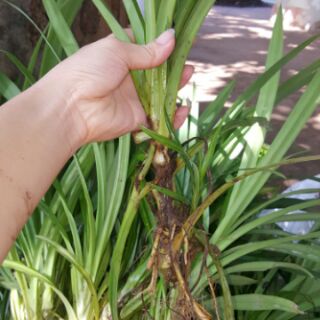 Combo 12 cây dứa thơm 150k