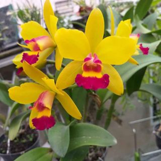 Lan cattleya