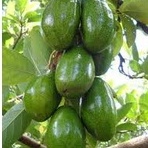 PHÂN BÓN VI LƯỢNG FERTILIZER COMBI ORGANIC . Gói 25gam