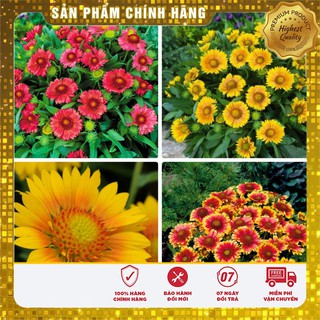 COMBO 5 gói hạt giống hoa cúc công chúa TẶNG 1 phân bón