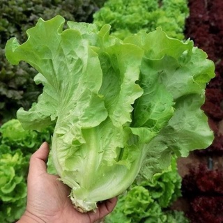 Xà Lách Chịu Nhiệt SanChu