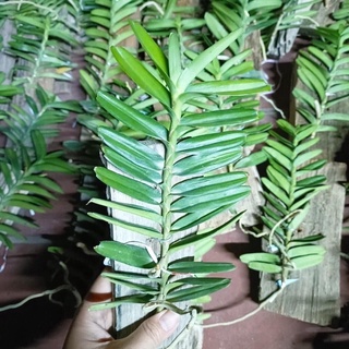 Hoa Lan cù lao minh sỉ 5k(set 5 cây)